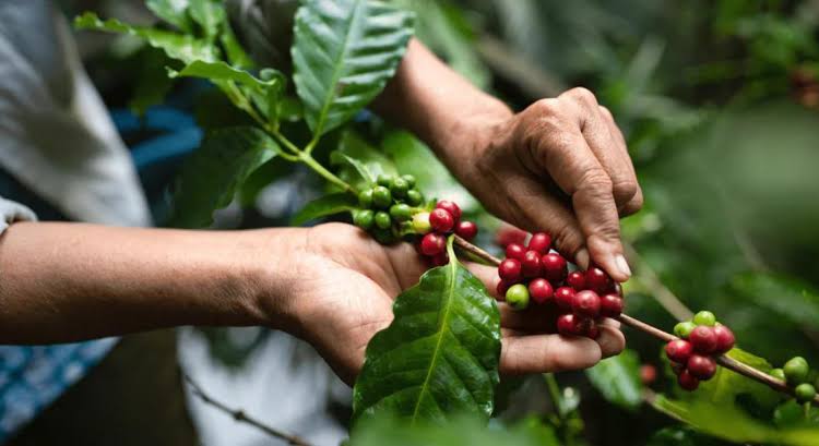 Campos de cacao en Guatemala